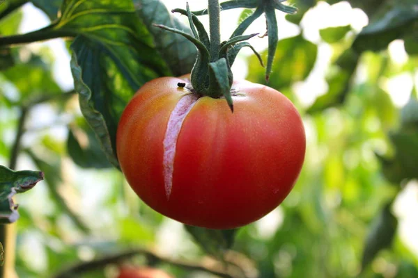 One tomato on a vine in a greenhouse. Growing tomatoes organically in a greenhouse.