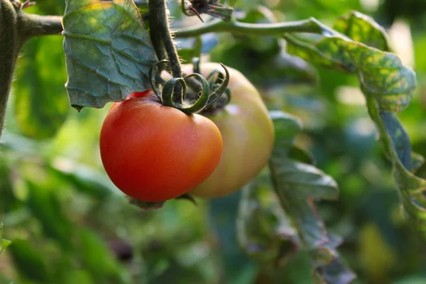 Growing tomatoes in a greenhouse. Tomatoes on a vine with leaves in a greenhouse.