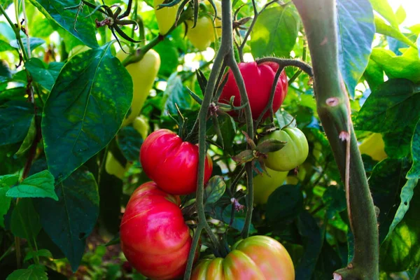 Group Tomatoes Branch Plant Growing Tomatoes Greenhouse — Stock Photo, Image