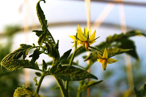 Growing Tomatoes Greenhouse Beautiful Yellow Flowers Picture Tomato Flower Greenhouse — Stock Photo, Image