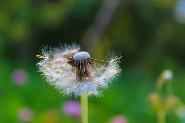 Dente Leão Com Sementes Sopradas Dandelion Soprado Grama Prado — Fotografia de Stock