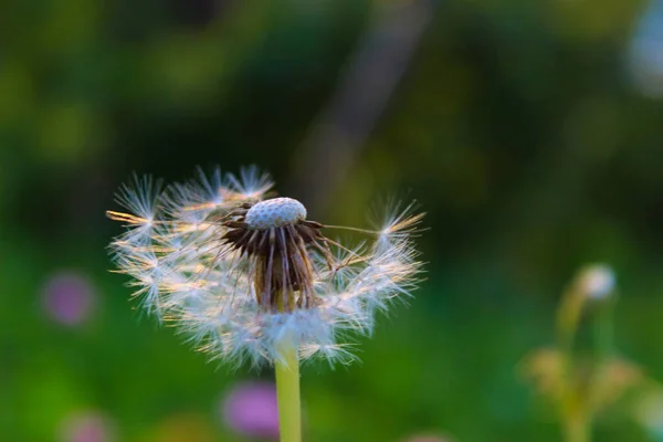 Löwenzahn Mit Geblasenem Samen Pusteblume Auf Der Wiese — Stockfoto