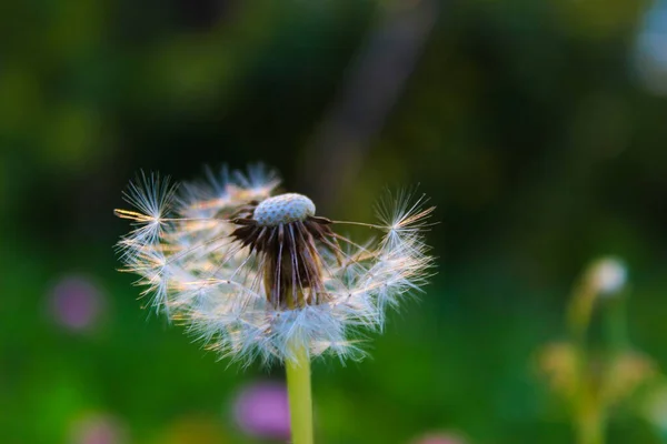 Dente Leão Com Sementes Sopradas Dandelion Soprado Grama Prado — Fotografia de Stock