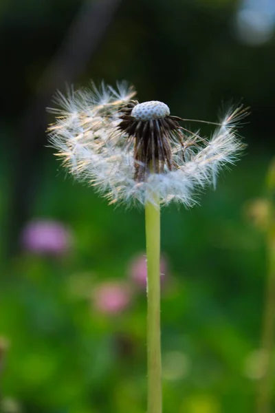 Pissenlit Aux Graines Soufflées Pissenlit Soufflé Sur Herbe Prairie — Photo