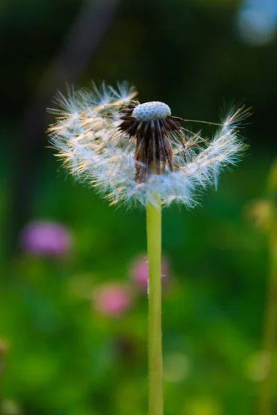 Dandelion Blown Seeds Blown Dandelion Grass Meadow — Stock Photo, Image