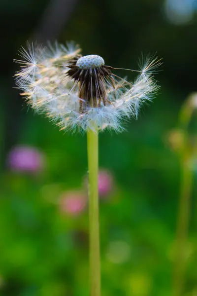 Löwenzahn Mit Geblasenem Samen Pusteblume Auf Der Wiese — Stockfoto