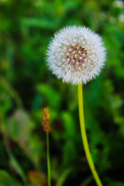 Gavilon Löwenzahn Samen Nahaufnahme Von Taraxacum Löwenzahn Samenkopf Auf Grünem — Stockfoto