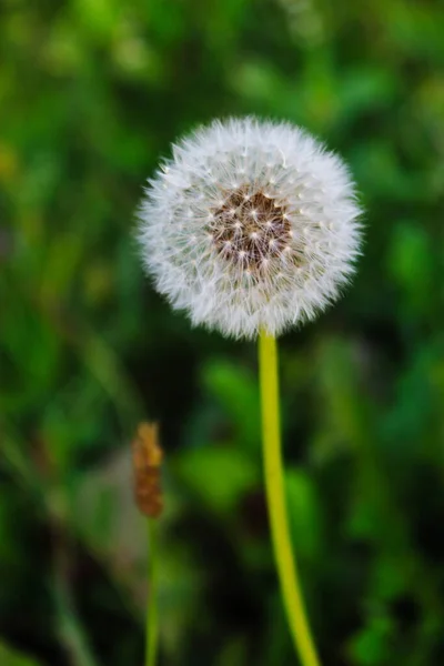 Gavilon Dandelion Seed Close Taraxacum Dandelion Seedhead Green Background — Stock Photo, Image