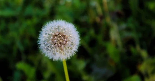 Gavilon Löwenzahn Samen Nahaufnahme Von Taraxacum Löwenzahn Samenkopf Auf Grünem — Stockfoto