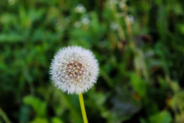 Graine Pissenlit Gavilon Gros Plan Taraxacum Tête Pissenlit Sur Fond — Photo