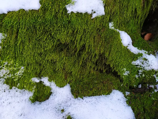 Grüne Moose Mit Schnee Moos Auf Einem Baum Mit Schnee — Stockfoto