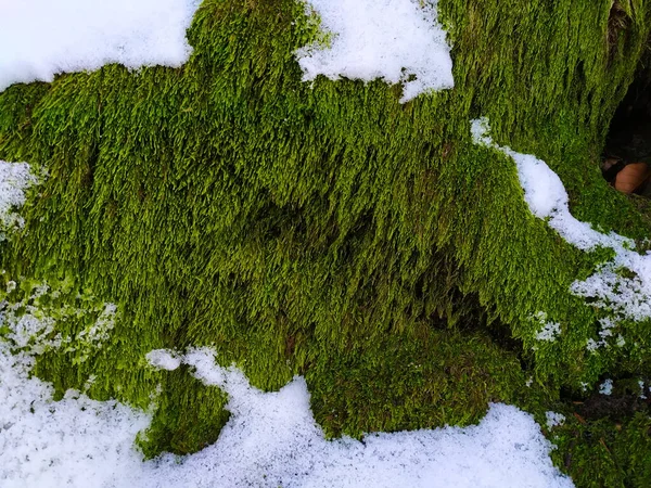 Зелені Мохи Снігом Москва Дереві Снігом Взимку — стокове фото