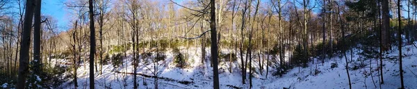 Panorama of forest in winter. Panorama of trees in the forest in winter when the trees are free of leaves.