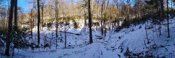 Panorama of forest in winter. Panorama of trees in the forest in winter when the trees are free of leaves.