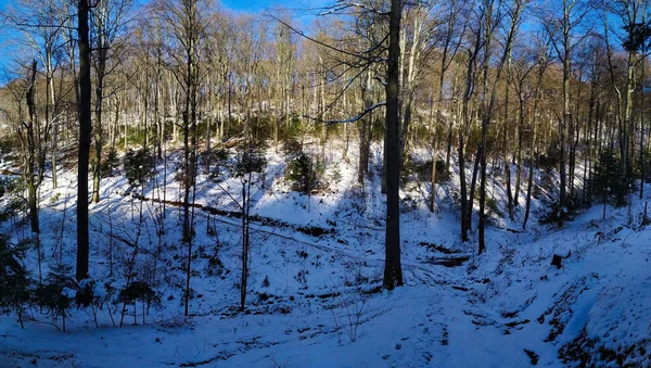 Panorama of forest in winter. Panorama of trees in the forest in winter when the trees are free of leaves.
