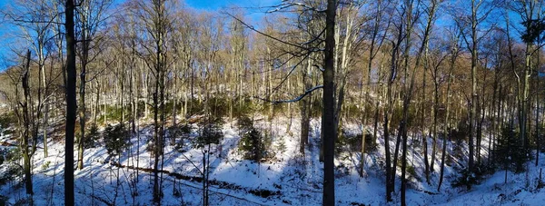 Panorama Floresta Inverno Panorama Árvores Floresta Inverno Quando Árvores Estão — Fotografia de Stock