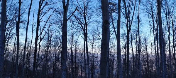 Panorama Lasu Zimą Panorama Drzew Lesie Zimą Gdy Drzewa Wolne — Zdjęcie stockowe