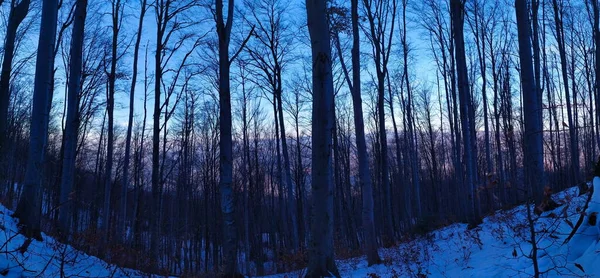 冬の森のパノラマ 木々の葉がない冬の森のパノラマ — ストック写真