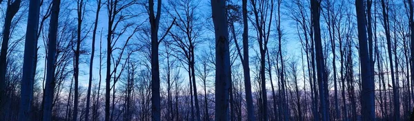 Panorama Della Foresta Inverno Panorama Degli Alberi Nella Foresta Inverno — Foto Stock