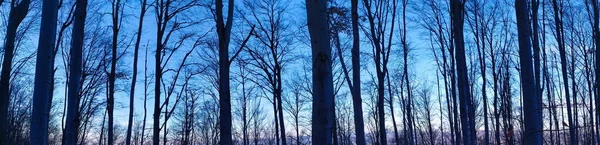 Waldpanorama Winter Waldpanorama Winter Wenn Die Bäume Frei Von Blättern — Stockfoto