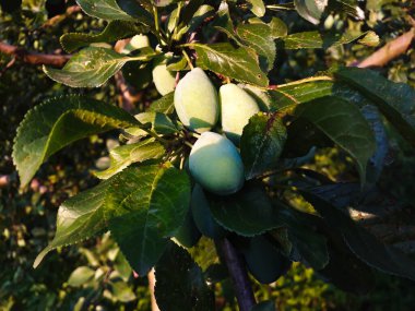 yeşil, olgunlaşmamış erikler meyve bahçesinde bir dalda