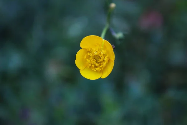 接近黄色的小花 有异常详细的花朵和模糊的背景 — 图库照片