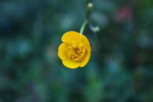 Primer Plano Pequeña Flor Amarilla Con Detalles Excepcionales Flores Fondo — Foto de Stock