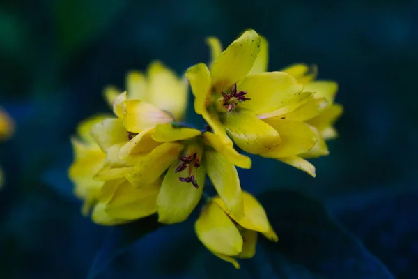 Закрытие Группы Желтых Цветков Подробными Цветками Размытым Фоном — стоковое фото