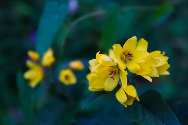 Close Grupo Flores Amarelas Com Flores Detalhe Fundo Borrado — Fotografia de Stock