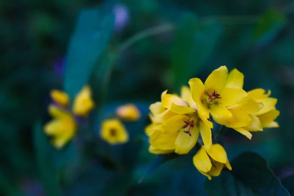 Primer Plano Grupo Flores Amarillas Con Detalles Flores Fondo Borroso — Foto de Stock