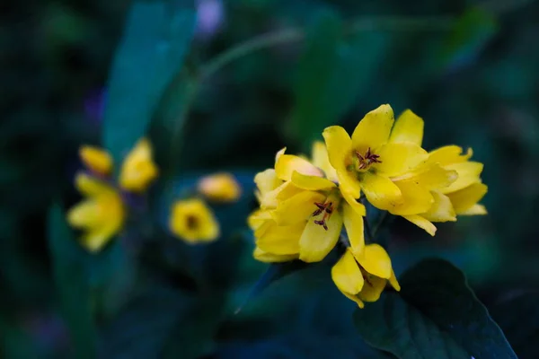 Zblízka Skupiny Žlutých Květin Detailními Květinami Rozmazané Pozadí — Stock fotografie