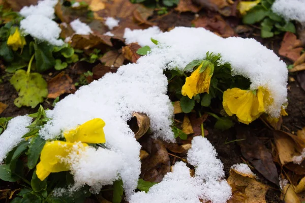 Primer Plano Flores Bajo Nieve —  Fotos de Stock