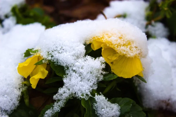 Primer Plano Flores Bajo Nieve —  Fotos de Stock