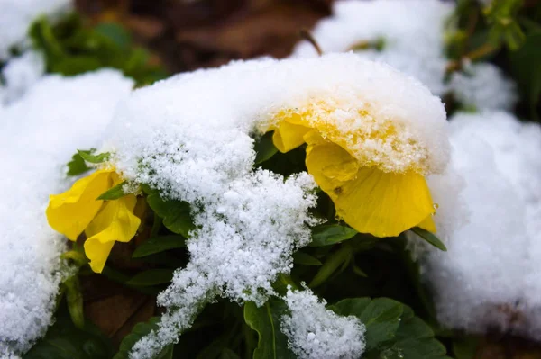 Primer Plano Flores Bajo Nieve —  Fotos de Stock