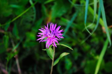 Centaurea Nigra 'nın Çiçeği, daha az örgü otu, sıradan örme otu, siyah örgü otu, kalın kafalar.