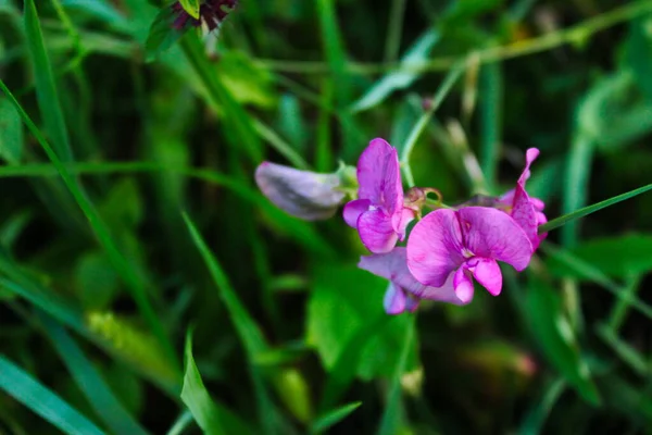 紫红色的百里香花 块茎豌豆 块茎茎茎 花生豌豆 紫丁香 — 图库照片