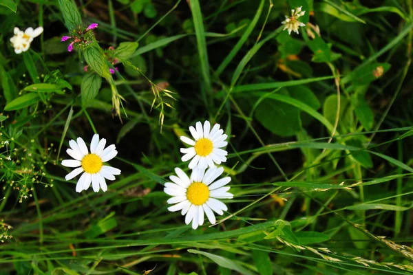 Closeup Small White Daisy Flowers Grass Background — Stock Photo, Image