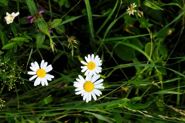 Fechar Pequenas Flores Margarida Branca Com Fundo Grama — Fotografia de Stock