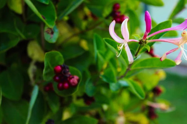 Flor Madressilva Close Flores Madressilva Lonicera Periclymenum Contra Fundo Folha — Fotografia de Stock