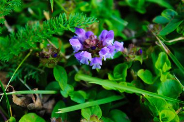 Mor çiçeğe odaklı çimlerde doğal olarak yetişen bitkiler. Bitkiler