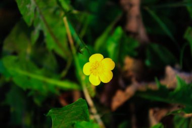 Sarı çiçek, Mısır Düğünçiçeği, çimenlerde seçici odak.