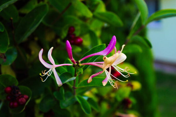 Honeysuckle flower. Close up of honeysuckle flowers (Lonicera periclymenum) against a green leaf background. Beautiful pink and yellow honeysuckle flower.