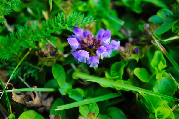 Mor Çiçeğe Odaklı Çimlerde Doğal Olarak Yetişen Bitkiler Bitkiler — Stok fotoğraf