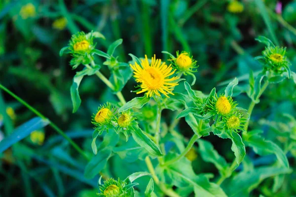 Vahşi Inula Helenyumu Çimenlerdeki Sarı Çiçekler Sert Bir Bitki — Stok fotoğraf