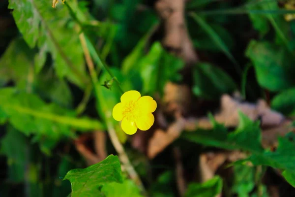 Żółty Kwiat Kukurydza Jaskra Selektywne Skupienie Trawie — Zdjęcie stockowe