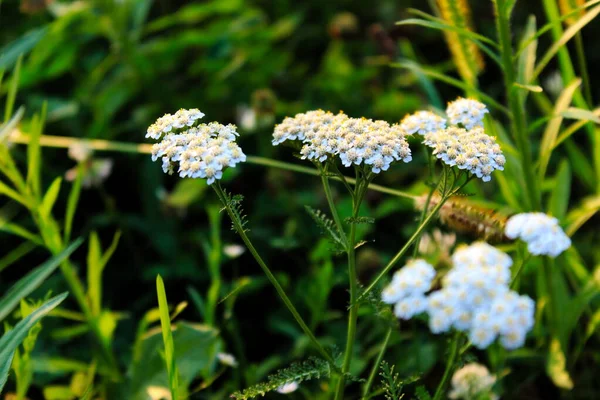 草の中の矢の花 一般的な矢 — ストック写真