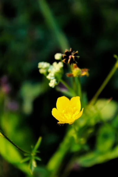 黄色花朵 玉米粒杯 草丛中的选择焦点 — 图库照片