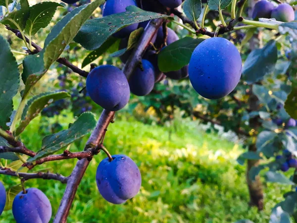 Blue, ripe plum fruits on a branch with leaves on the tree, plums almost ready to harvest. Orchard plum.