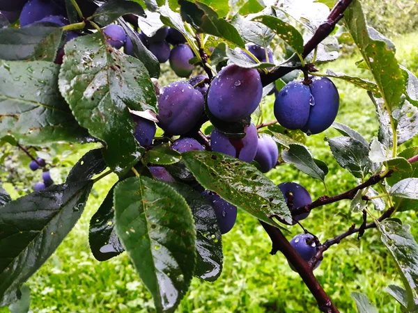 Kék Érett Szilva Gyümölcsök Egy Ágon Levelekkel Fán Szilva Majdnem — Stock Fotó