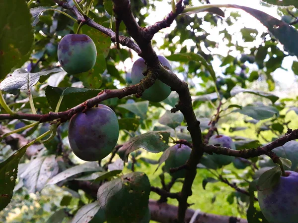 Szilva Gyümölcs Ágon Levelekkel Fán Csak Most Kezd Elkékülni Gyümölcsösben — Stock Fotó
